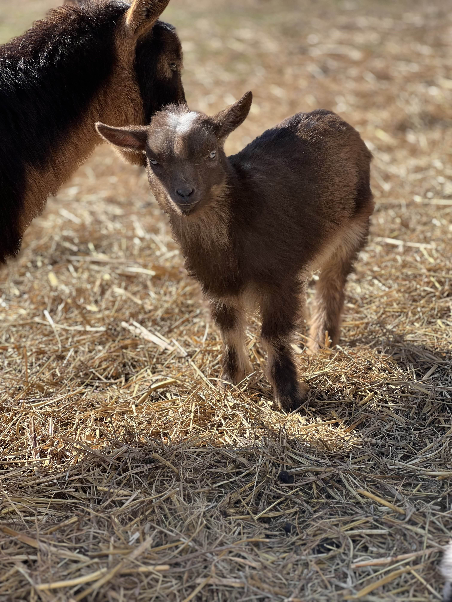 Baby goat with mom