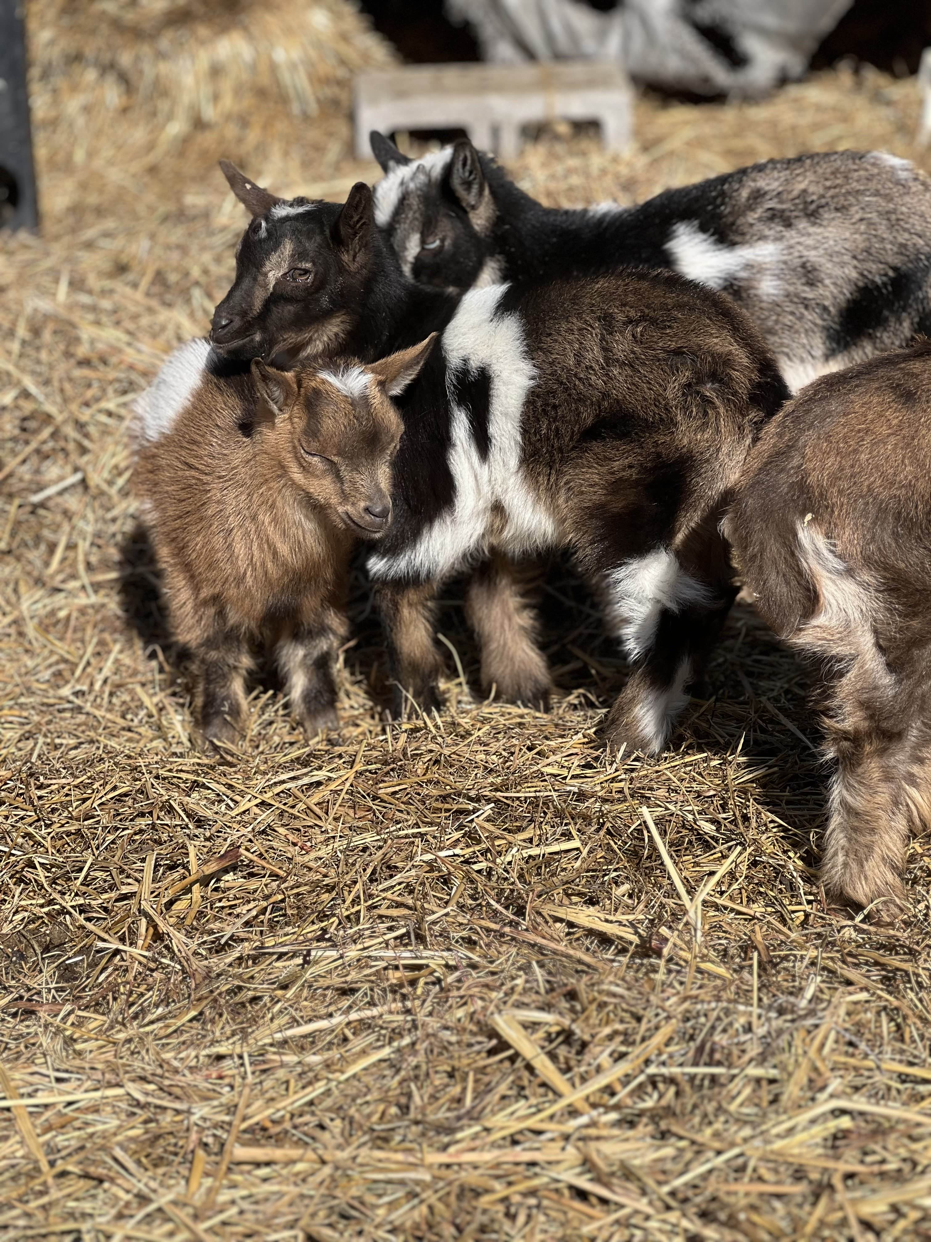 Group of baby goats