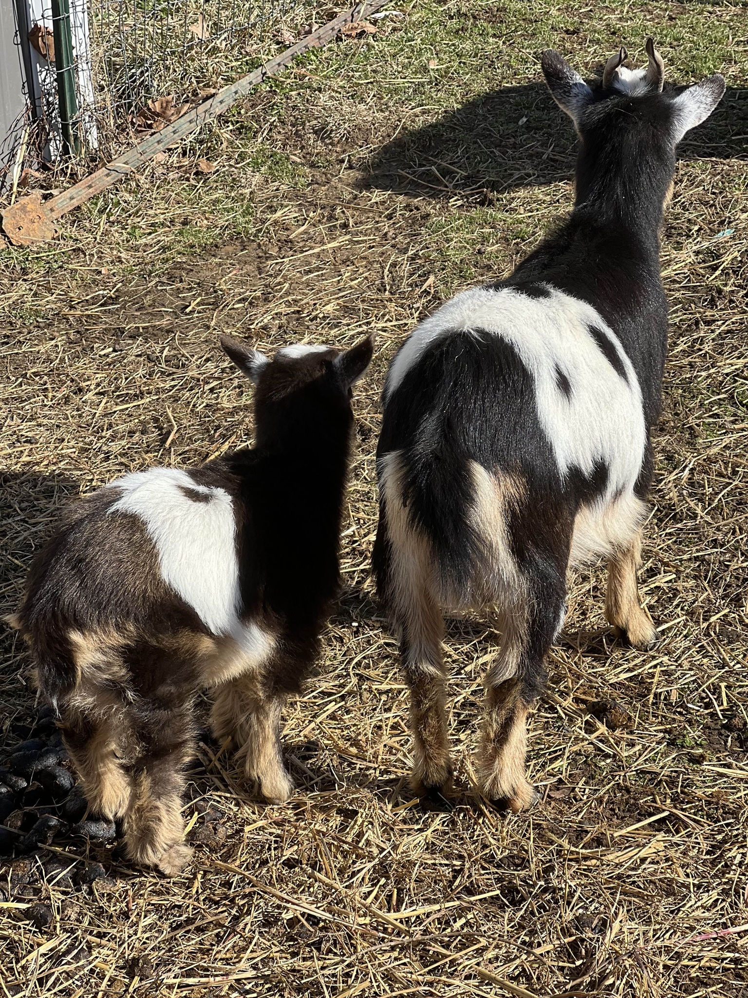 Baby goat with mom