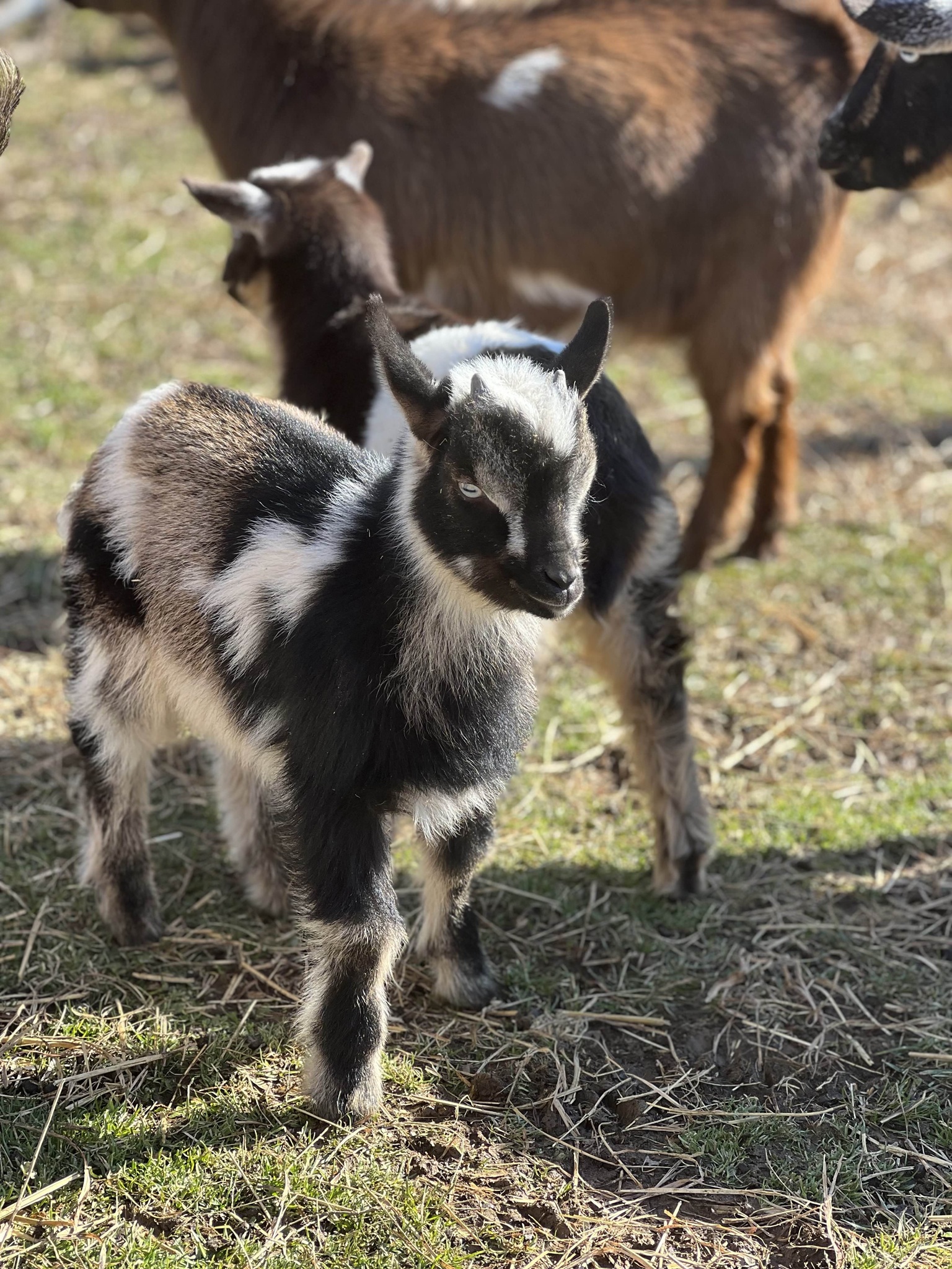 Baby goat