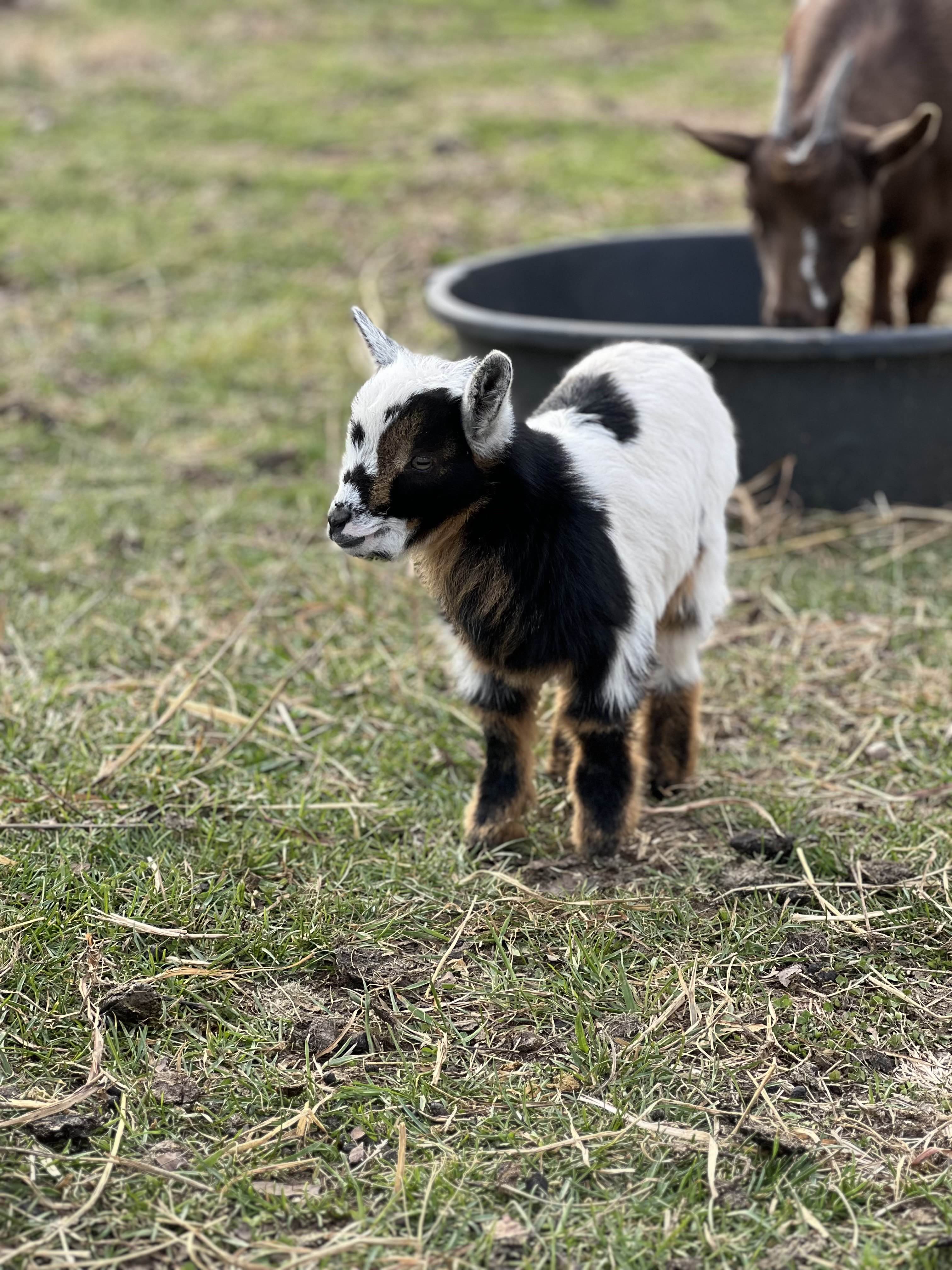 Baby goat