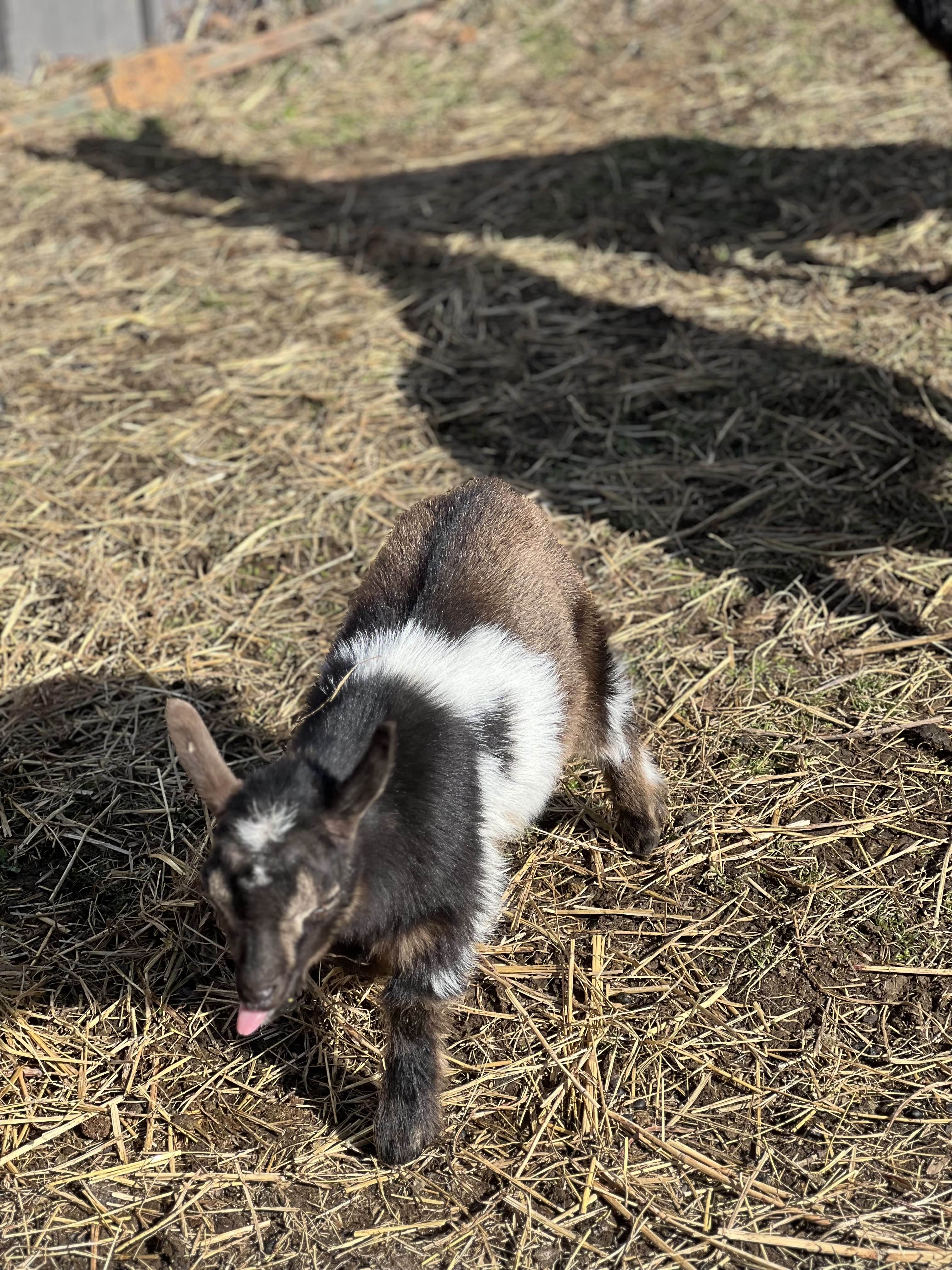 Baby goat