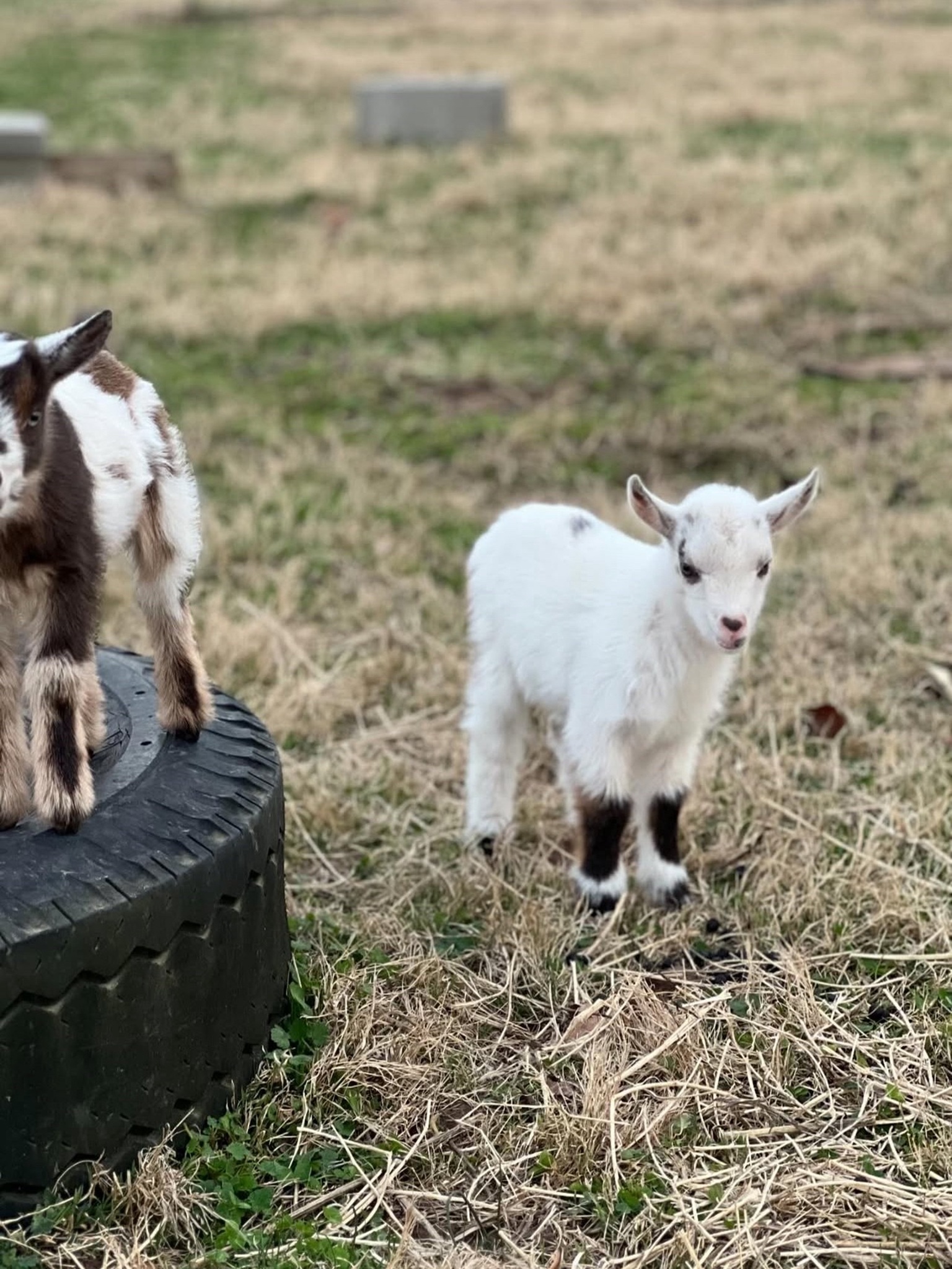Baby goat
