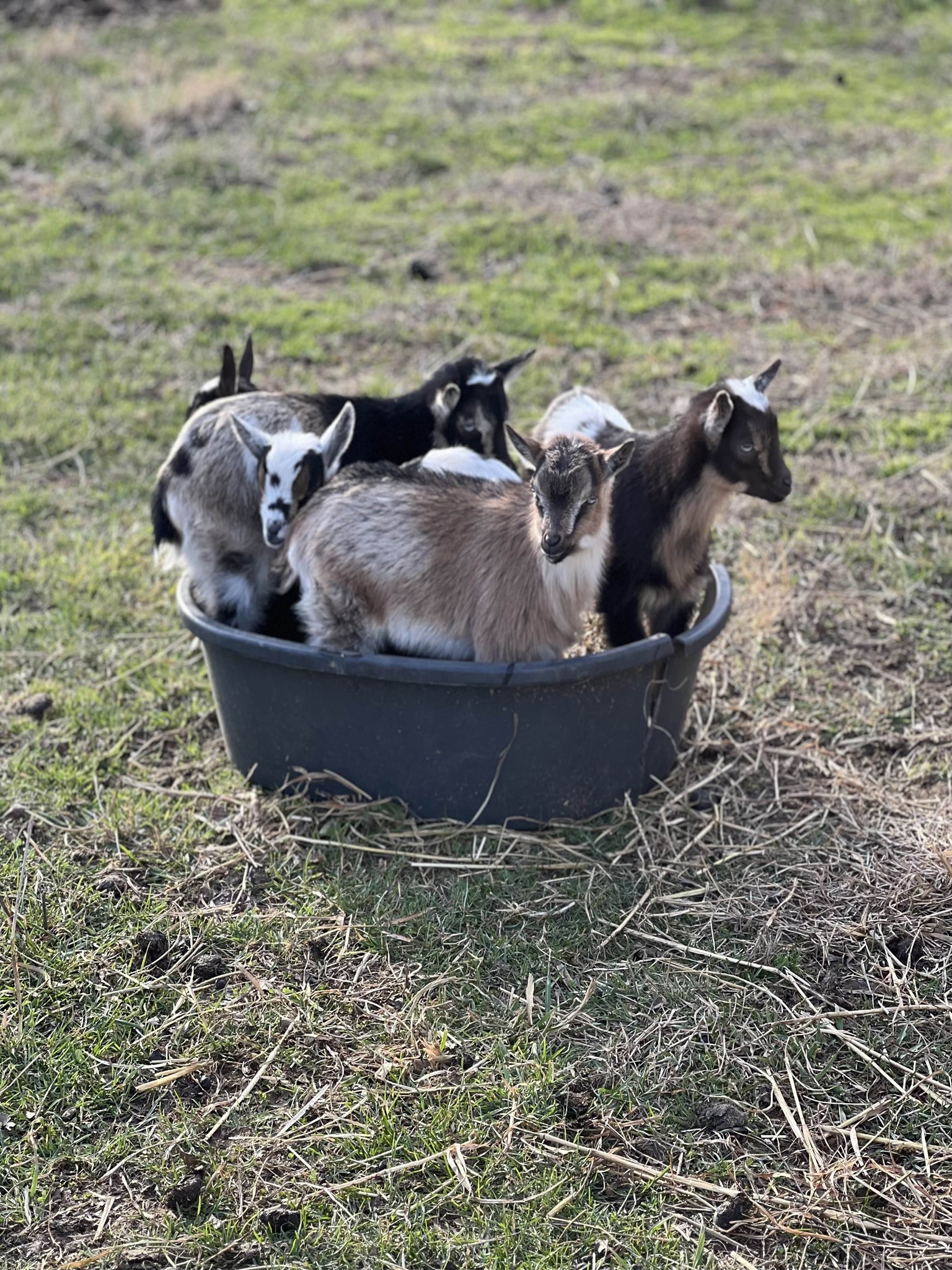 Baby goats in bucket