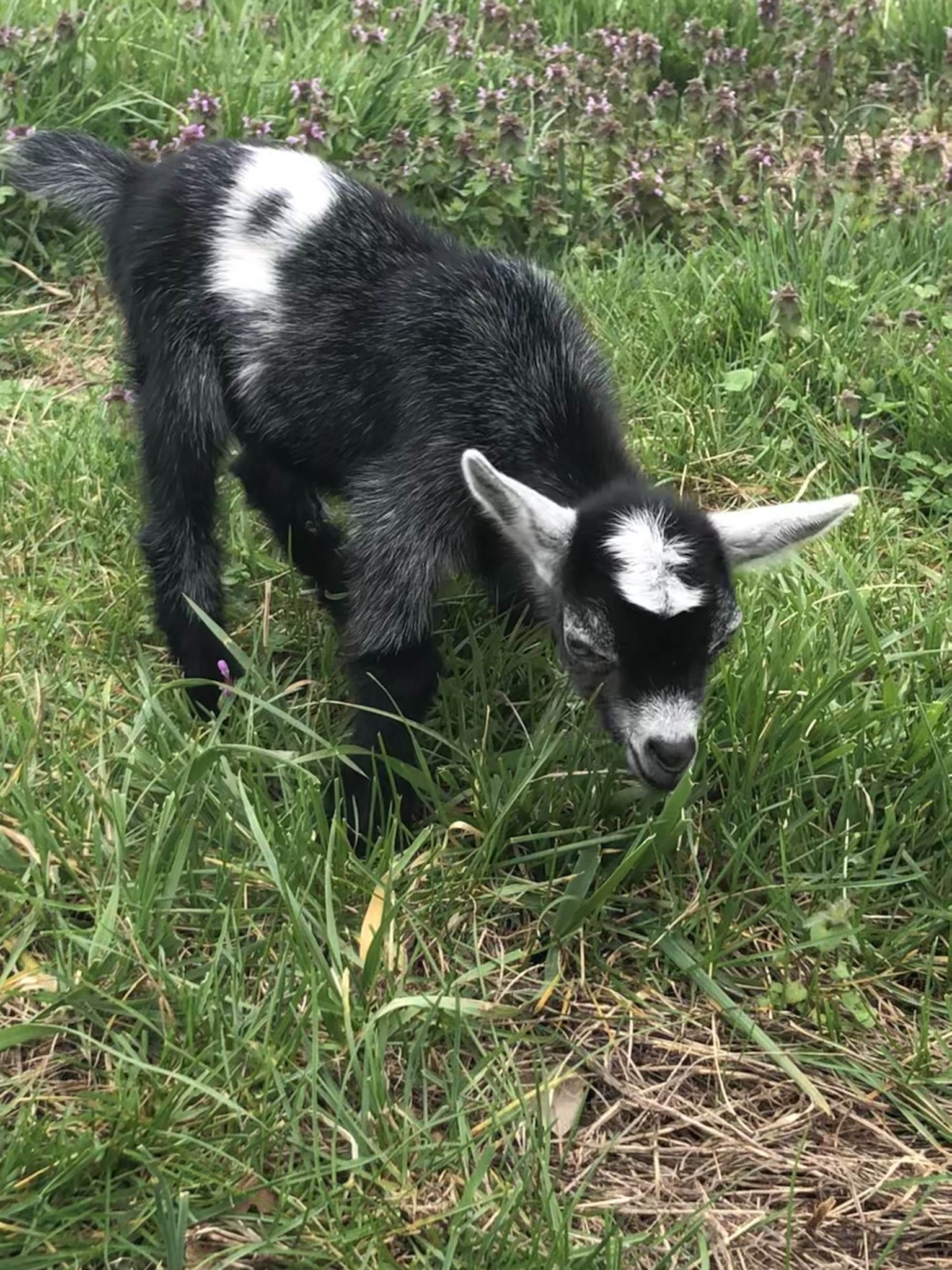 Baby goat eating grass