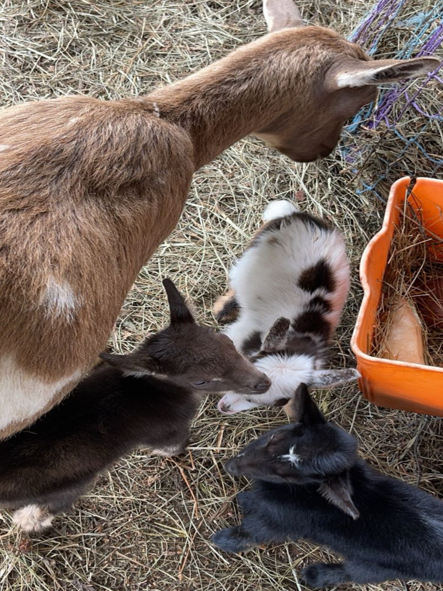Baby goats with mom