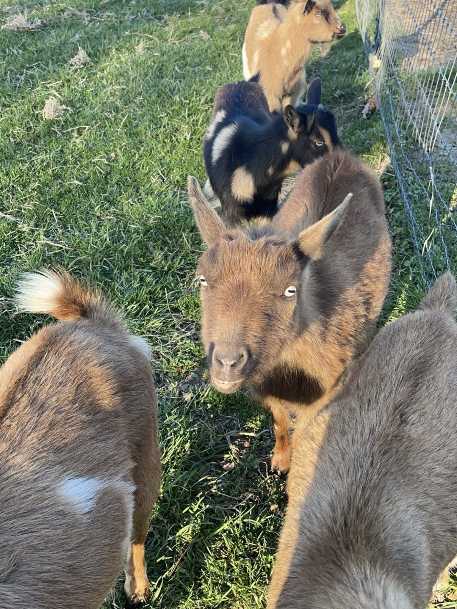 Herd of goats by fenceline