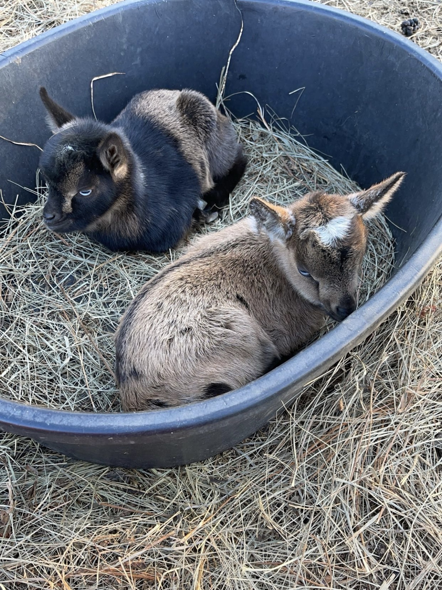 Baby goats in bucket