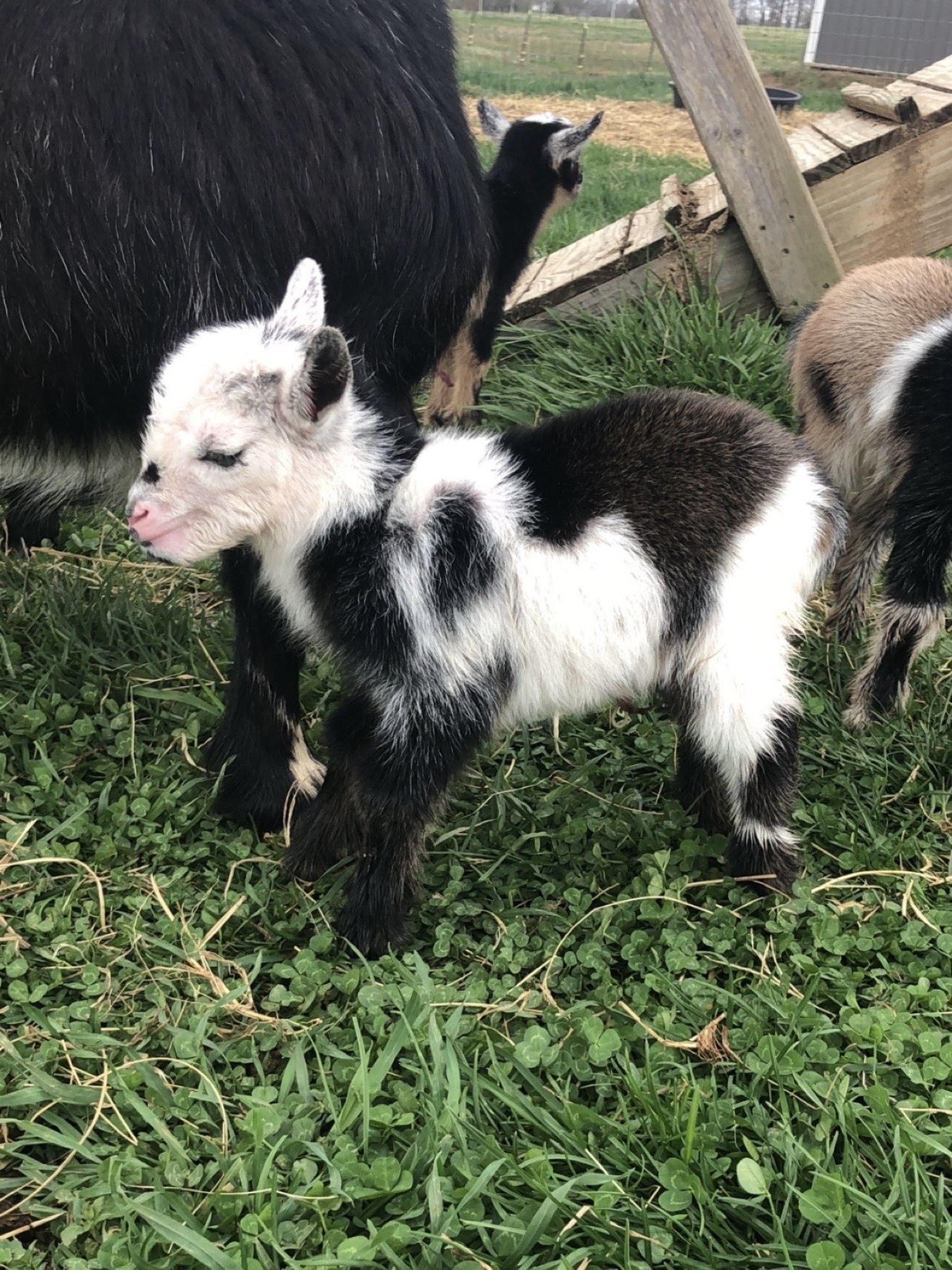 Baby goat standing in grass