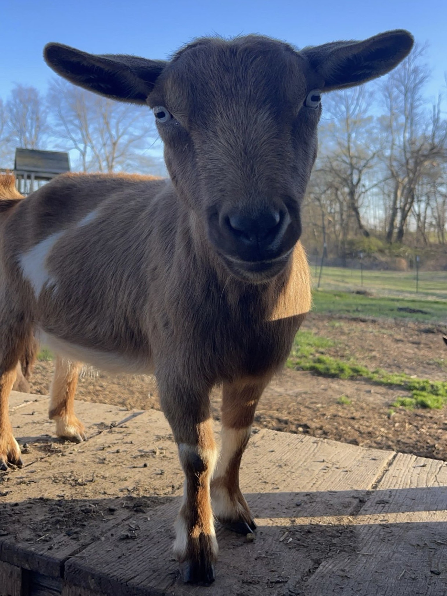 Doe looking at camera