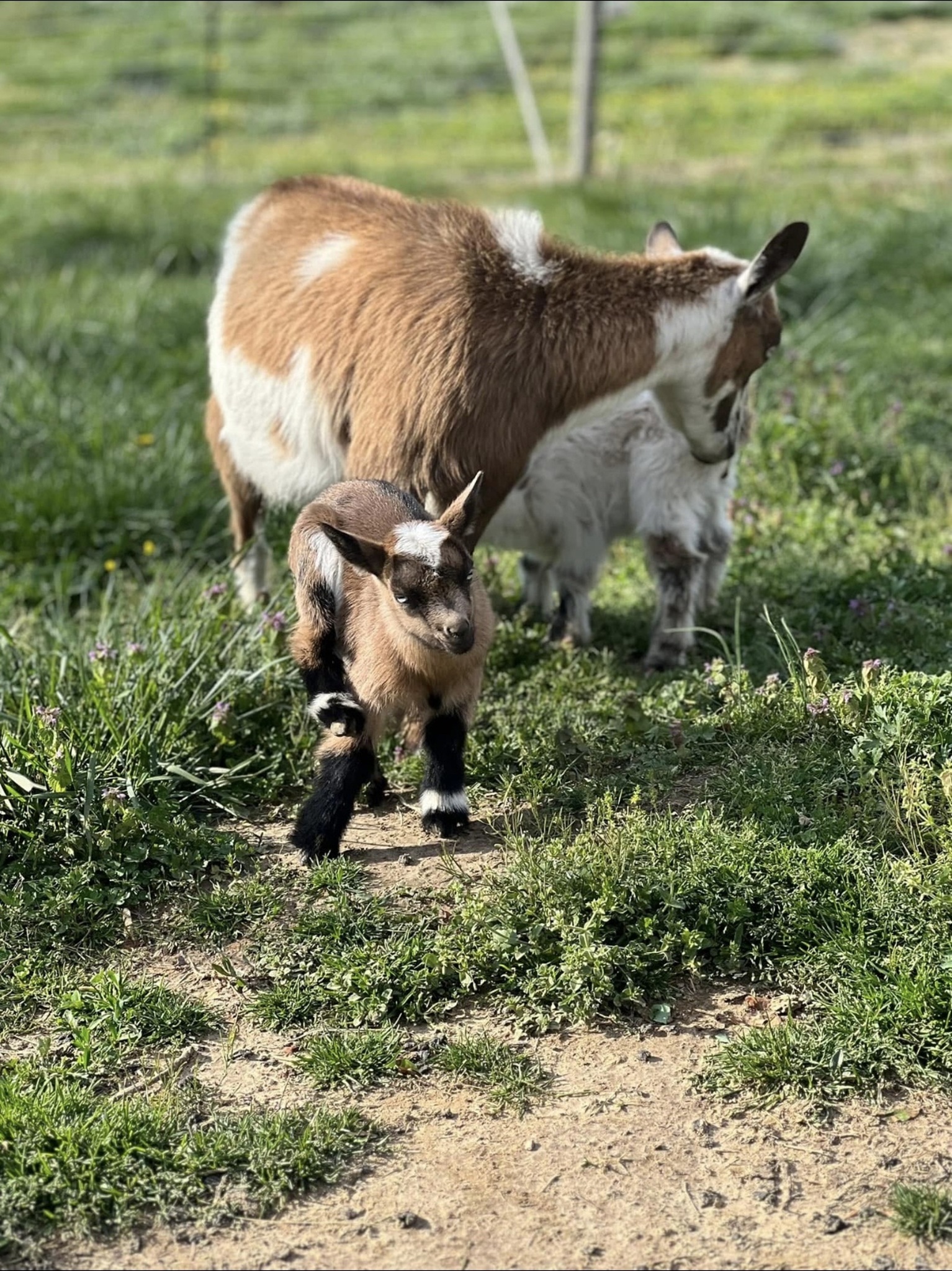 Baby goat playing in grass