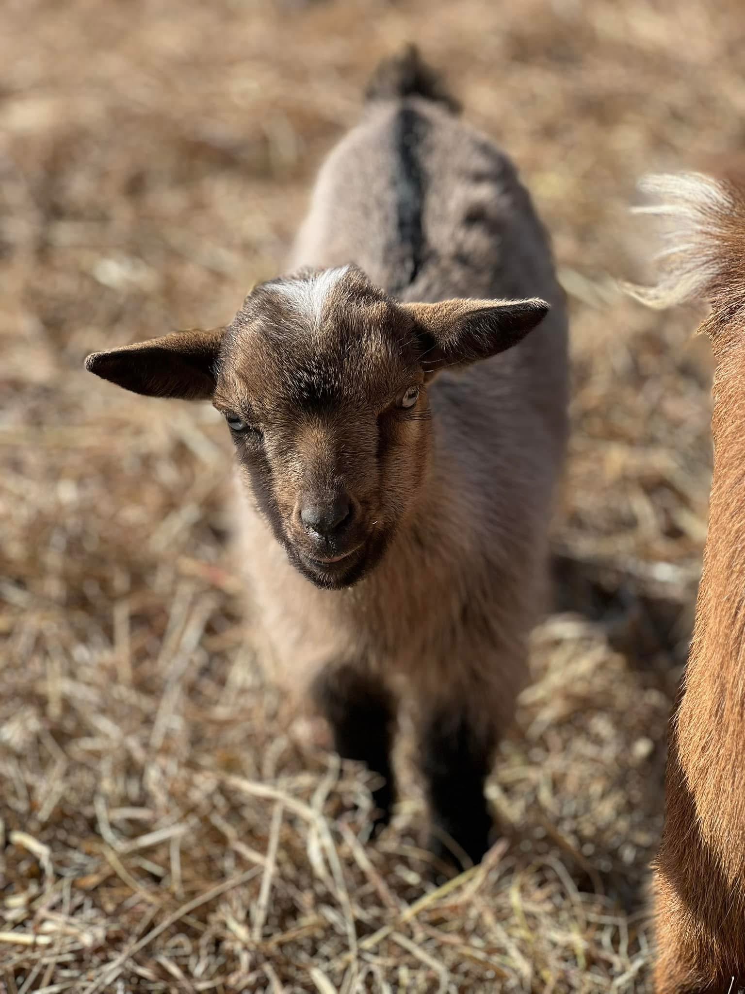 Nigerian Dwarf goat
