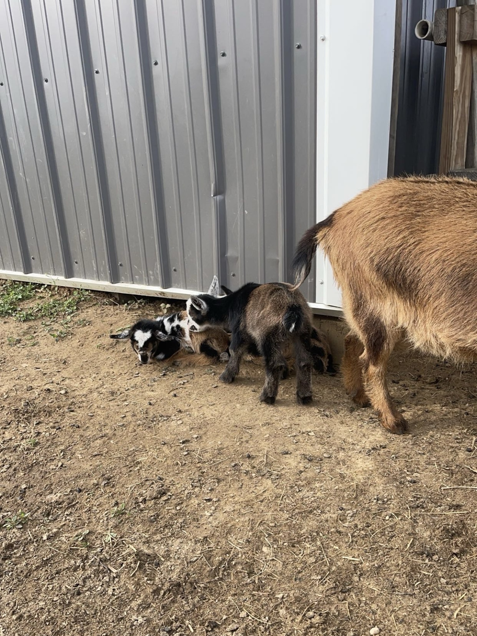 Group of baby goats