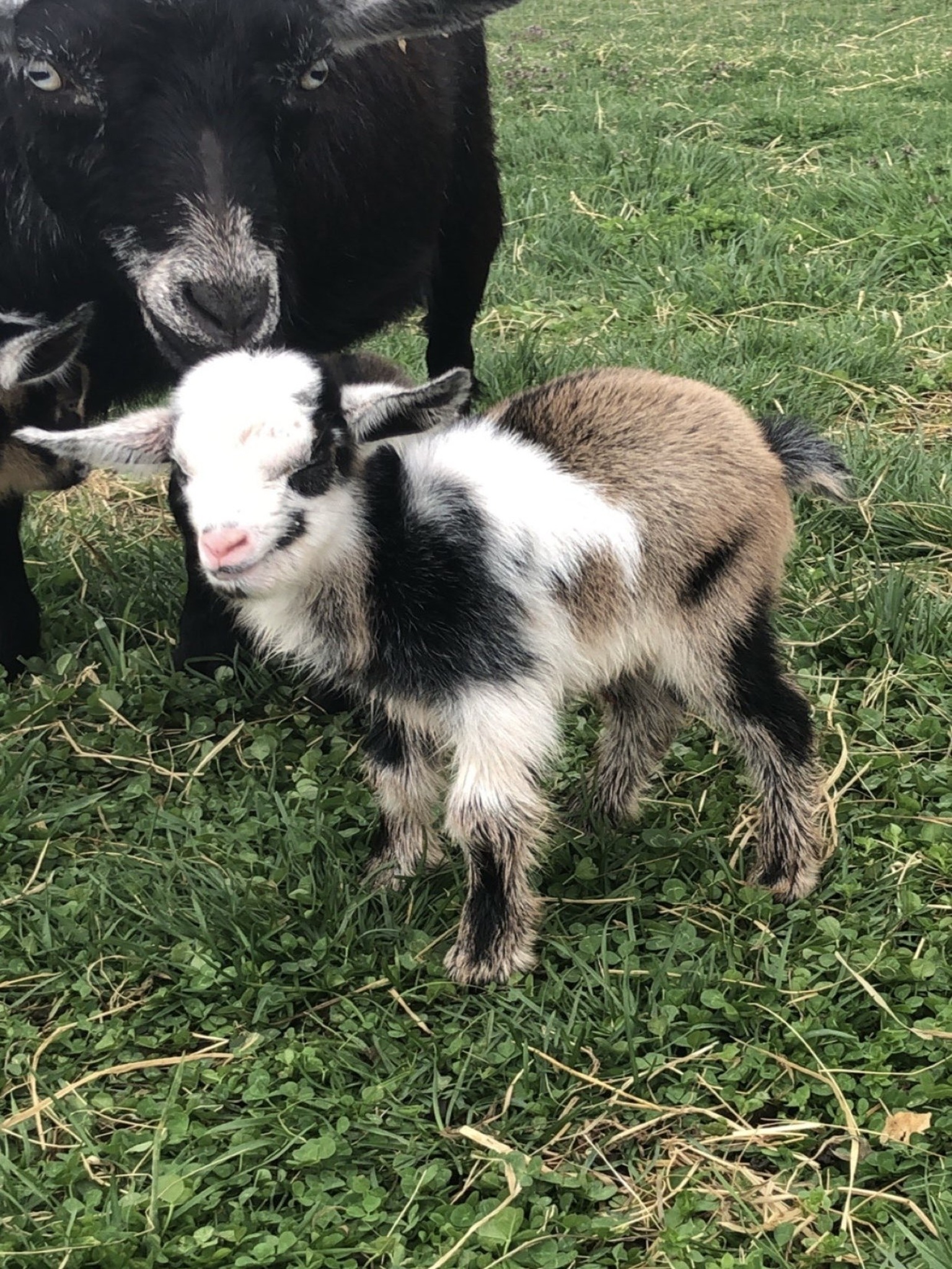 Baby goat with mom