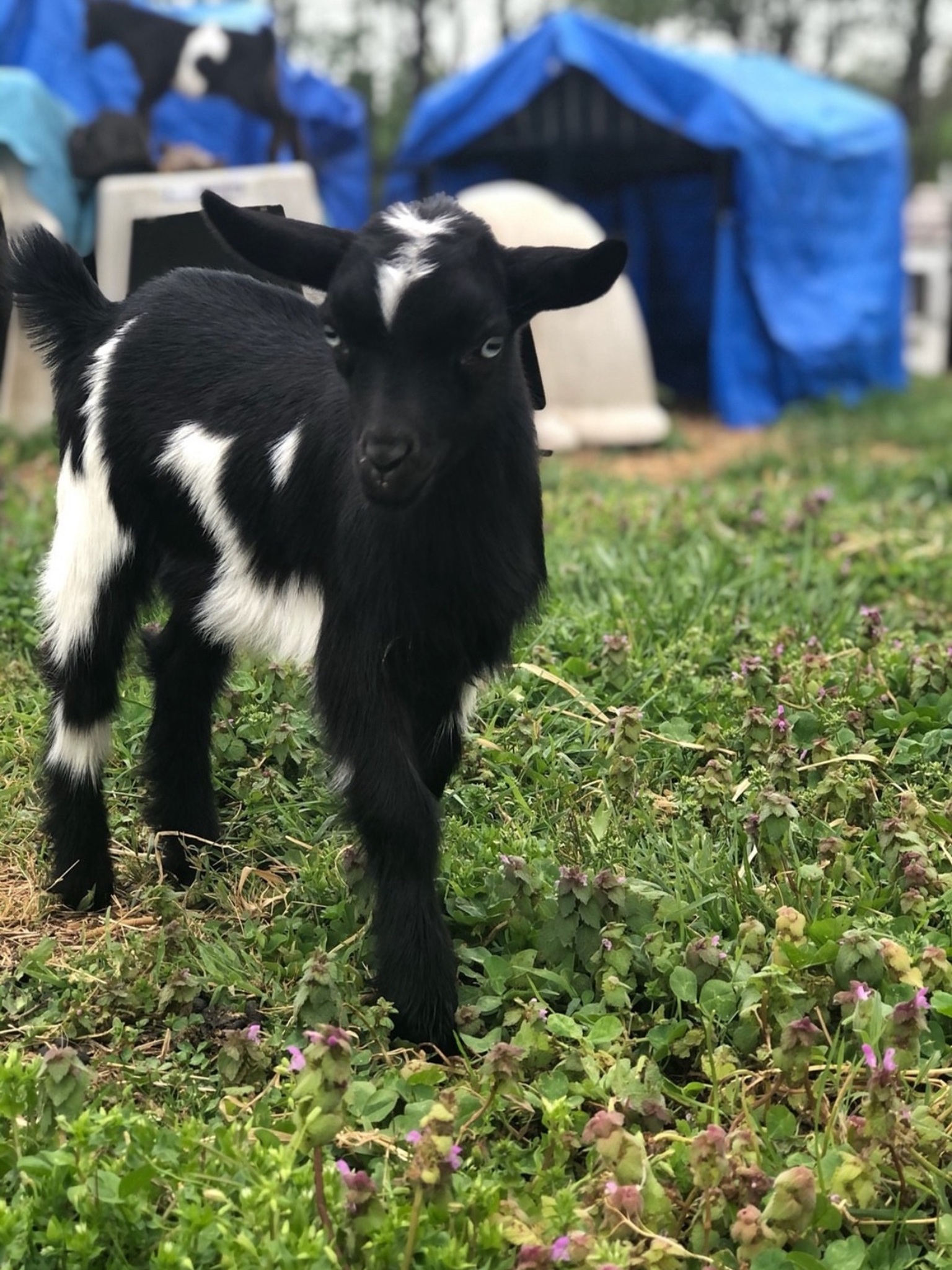 Baby goat standing in grass