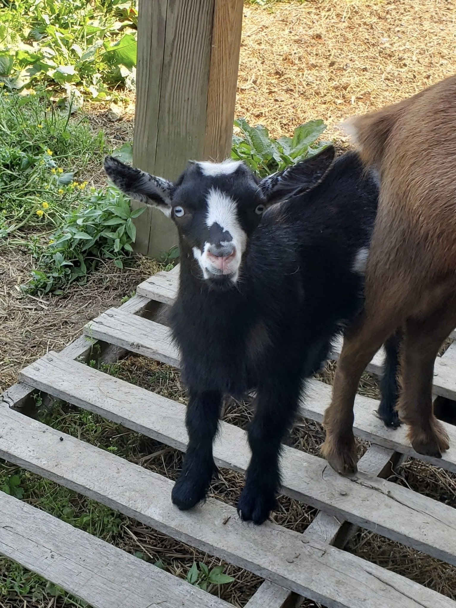 Nigerian Dwarf goat