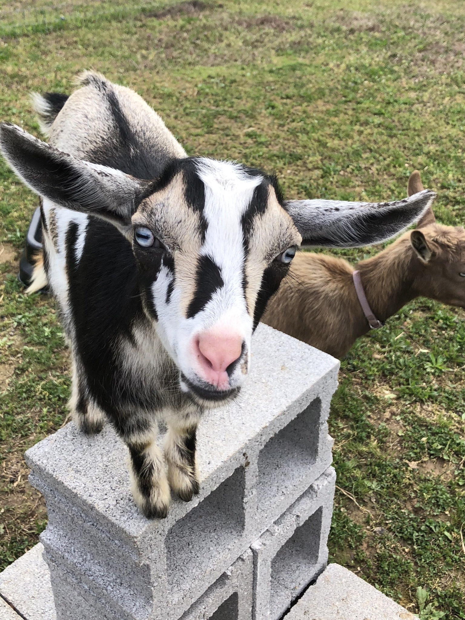 Baby goat with mother