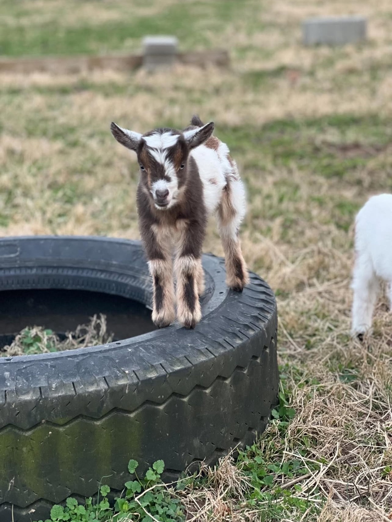 Nigerian Dwarf goat