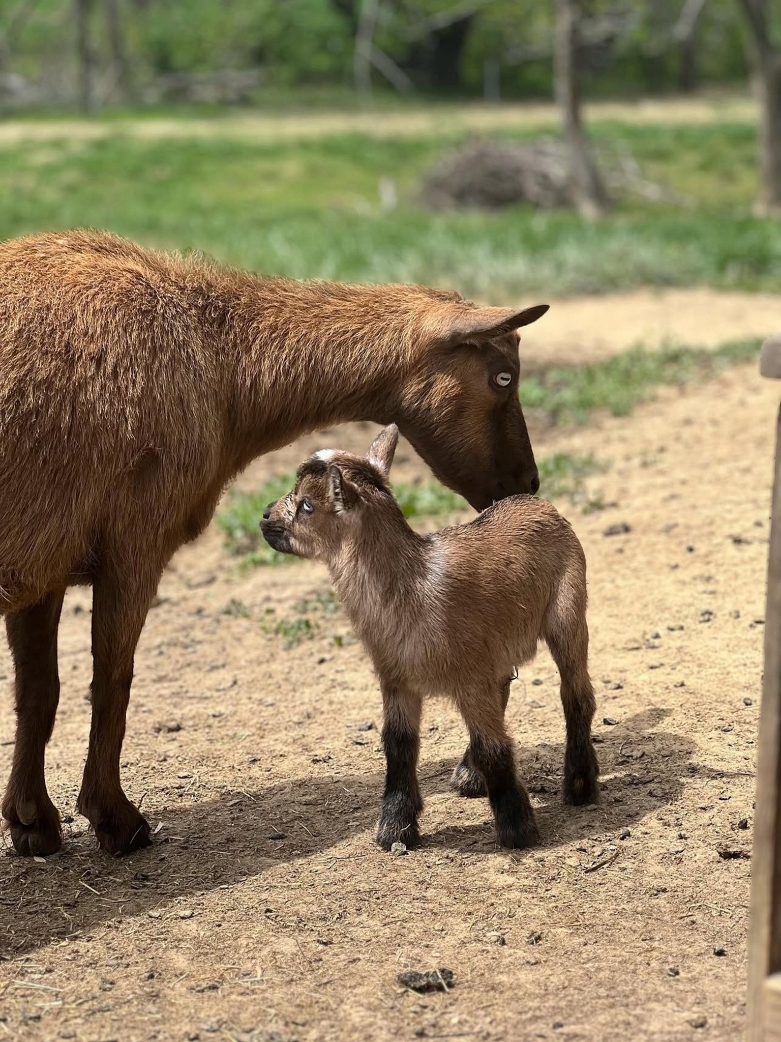 Baby goat with mother