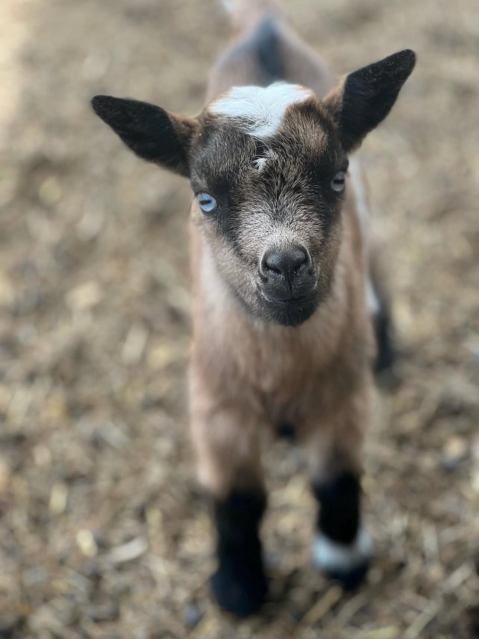 Nigerian Dwarf goat